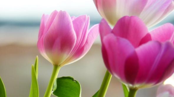 cute-pink-spring-flower-picture-hd,1366x768,56255